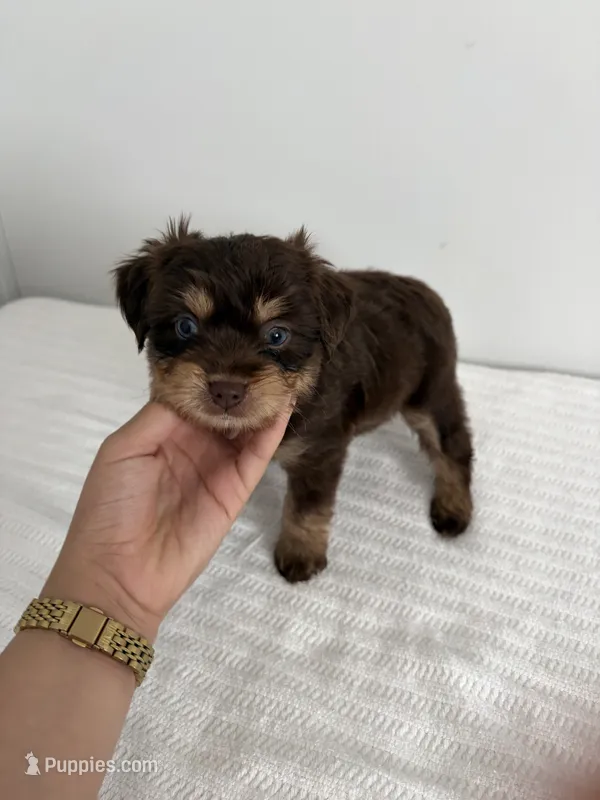 Buster – Poodle - Miniature , Miniature Aussiedoodle puppy for sale in Saint Hedwig, TX
