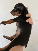 Jack, a male Miniature Pinscher for sale in Saint Hedwig, TX – 2 of 2