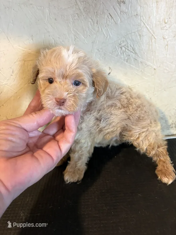 Buffy – Yorkipoo puppy for sale in Saint Hedwig, TX