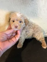 Buffy, a male Yorkipoo for sale in Saint Hedwig, TX – 1 of 4
