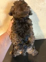 Sable barbie, a female Poodle - Toy  for sale in Saint Hedwig, TX – 5 of 5