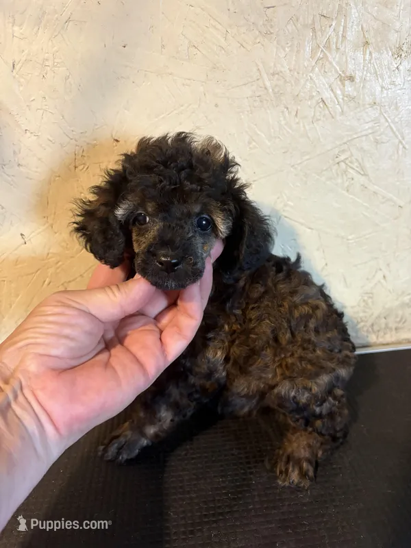 Sable barbie – Poodle - Miniature  puppy for sale in Saint Hedwig, TX