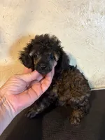 Sable barbie, a female Poodle - Toy  for sale in Saint Hedwig, TX – 1 of 5