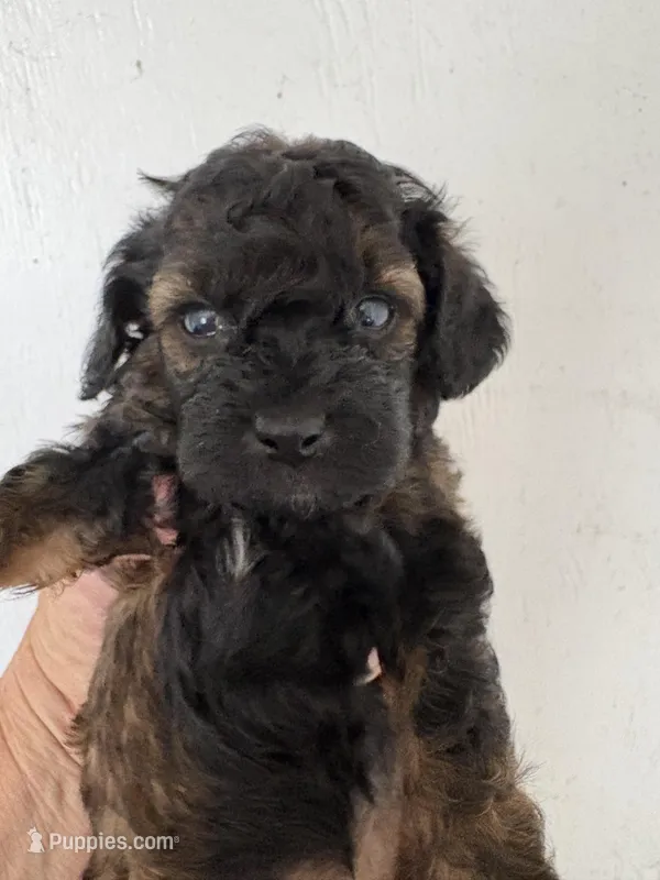 Sable barbie – Poodle - Miniature  puppy for sale in Saint Hedwig, TX