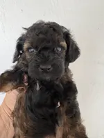 Sable barbie, a female Poodle - Miniature  for sale in Saint Hedwig, TX – Photo 1 of 4