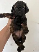 Sable barbie, a female Poodle - Miniature  for sale in Saint Hedwig, TX – Photo 2 of 4