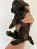 Sable barbie, a female Poodle - Miniature  for sale in Saint Hedwig, TX – Photo 4 of 4