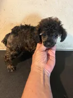 Sable barbie, a female Poodle - Toy  for sale in Saint Hedwig, TX – 2 of 5