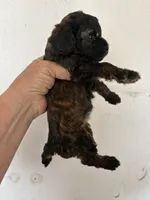 Sable barbie, a female Poodle - Miniature  for sale in Saint Hedwig, TX – Photo 3 of 4