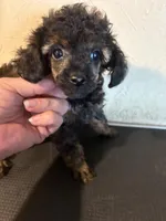 Sable barbie, a female Poodle - Toy  for sale in Saint Hedwig, TX – 4 of 5