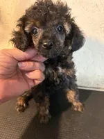 Sable barbie, a female Poodle - Toy  for sale in Saint Hedwig, TX – 3 of 5