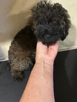 Madden , a male Poodle - Miniature  for sale in Saint Hedwig, TX – 2 of 3