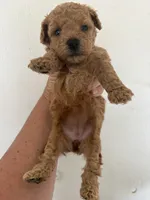 AKC Cafe Au Late’, a female Poodle - Toy  for sale in Saint Hedwig, TX – 2 of 2