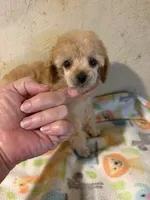 Barbie, a female Poodle - Miniature  for sale in Saint Hedwig, TX – 7 of 7