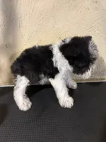 Larry, a male Miniature Schnauzer for sale in Saint Hedwig, TX – 3 of 4