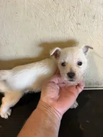 Winston, a male West Highland White Terrier for sale in Saint Hedwig, TX – 4 of 5