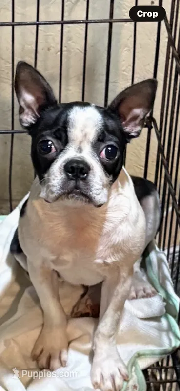 Tator – Boston Terrier puppy for sale in Saint Hedwig, TX