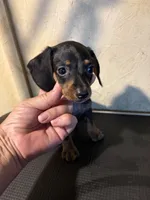 Black with brindle , a male Miniature Dachshund for sale in Saint Hedwig, TX – 3 of 3