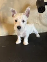 Crystal, a female West Highland White Terrier for sale in Saint Hedwig, TX – 4 of 4