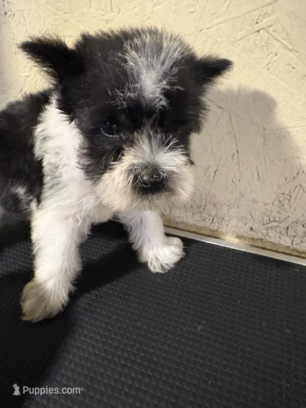 Larry – Miniature Schnauzer puppy for sale in Saint Hedwig, TX