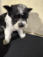 Larry, a male Miniature Schnauzer for sale in Saint Hedwig, TX – 1 of 4