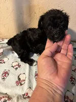 Brutus, a male Yorkipoo for sale in Saint Hedwig, TX – 4 of 4