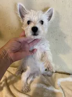 Tia, a female West Highland White Terrier for sale in Saint Hedwig, TX – 4 of 5
