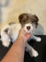 Sparkie , a male Yorkipoo for sale in Saint Hedwig, TX – 3 of 3