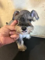 Salt and pepper, a male Miniature Schnauzer for sale in Saint Hedwig, TX – 4 of 5