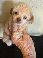 Angela, a female Poodle - Toy  for sale in Saint Hedwig, TX – 2 of 4