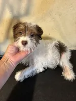 Sparkie , a male Yorkipoo for sale in Saint Hedwig, TX – 2 of 3