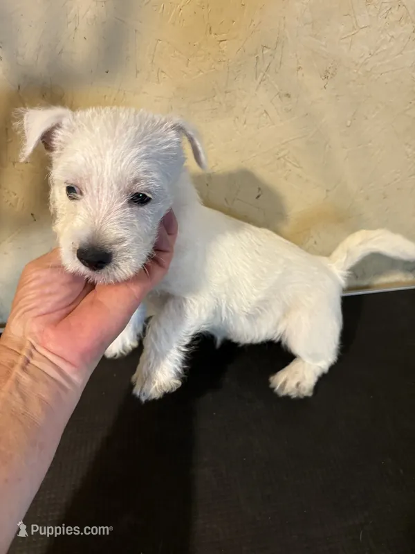 Crystal – West Highland White Terrier puppy for sale in Saint Hedwig, TX