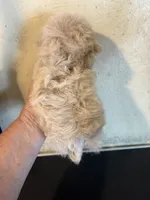 Tiny toy, a male Poodle - Toy  for sale in Saint Hedwig, TX – 5 of 5