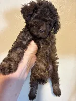 Brownie , a male Poodle - Miniature  for sale in Saint Hedwig, TX – 4 of 5