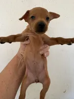Rose, a female Miniature Pinscher for sale in Saint Hedwig, TX – 3 of 4
