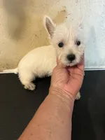 Tia, a female West Highland White Terrier for sale in Saint Hedwig, TX – 2 of 5