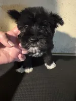 London , a female Miniature Schnauzer for sale in Saint Hedwig, TX – 2 of 3