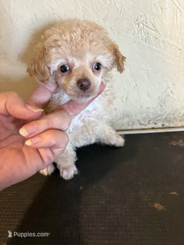 Angela – Poodle - Toy  puppy for sale in Saint Hedwig, TX
