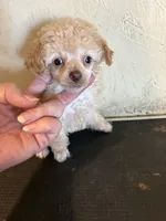 Angela, a female Poodle - Toy  for sale in Saint Hedwig, TX – 1 of 4
