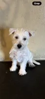 Sadie , a female West Highland White Terrier for sale in Saint Hedwig, TX – 3 of 4