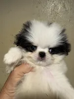 Chin Milo , a male Japanese Chin for sale in Saint Hedwig, TX – 5 of 5