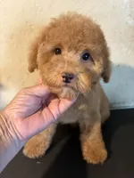 Red , a female Poodle - Toy  for sale in Saint Hedwig, TX – 5 of 6