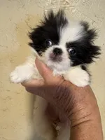 Chin diamond , a female Japanese Chin for sale in Saint Hedwig, TX – 3 of 5