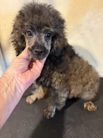 Madden , a male Poodle - Miniature  for sale in Saint Hedwig, TX – 5 of 5