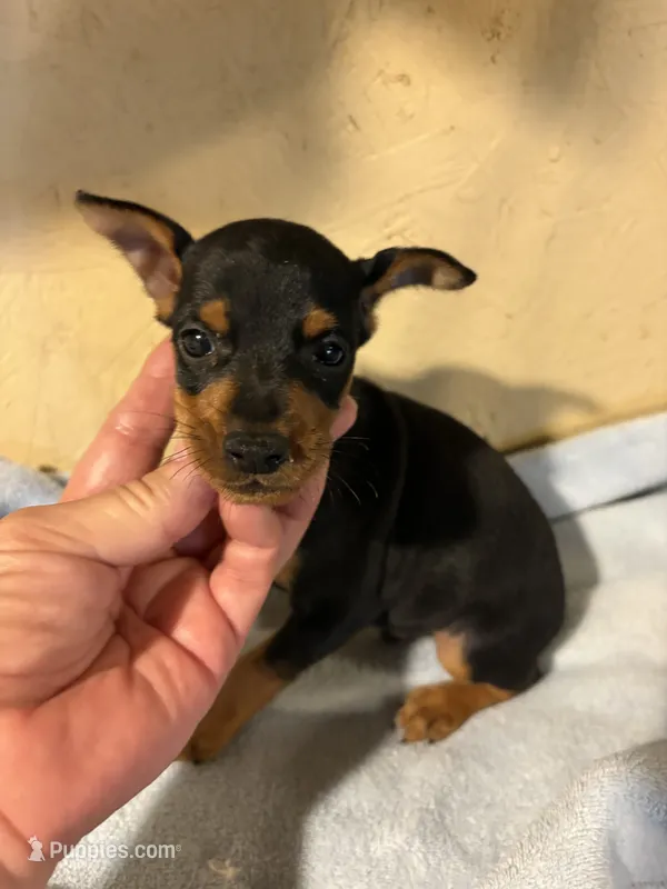Jack – Miniature Pinscher puppy for sale in Saint Hedwig, TX
