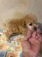 Barbie, a female Poodle - Miniature  for sale in Saint Hedwig, TX – 4 of 7