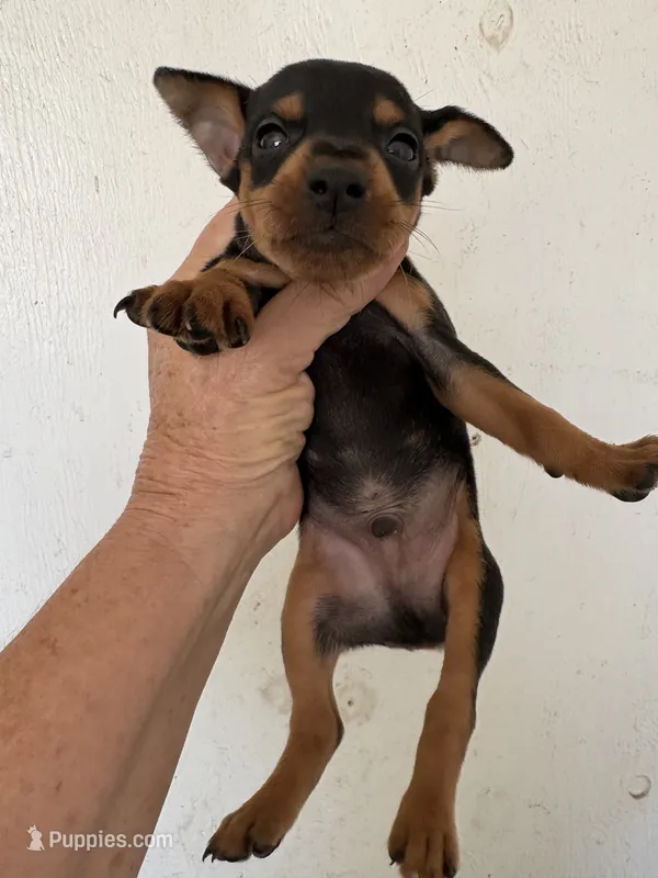 Duke – Miniature Pinscher puppy for sale in Saint Hedwig, TX