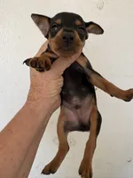 Duke, a male Miniature Pinscher for sale in Saint Hedwig, TX – 1 of 4