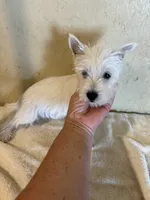 Pieper, a female West Highland White Terrier for sale in Saint Hedwig, TX – 4 of 4