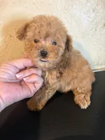 AKC Cafe Au Late’, a female Poodle - Toy  for sale in Saint Hedwig, TX – 2 of 5